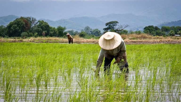 The Algorithms behind Zenvus Smartfarm Commodity Pricing Models for African Farmers