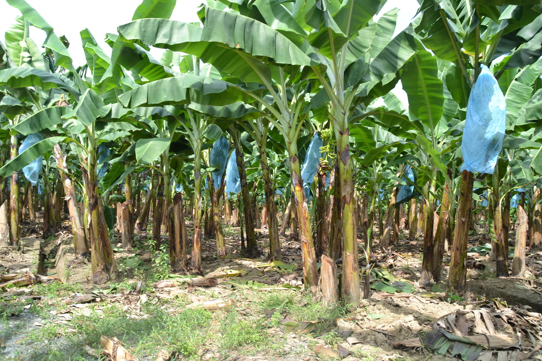 Plantain Farming Business The Low Profile Money Maker Tekedia