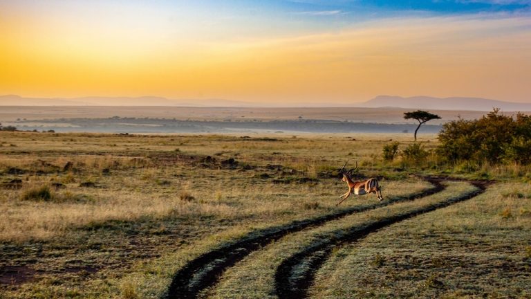 The future of conservation: sustainable importance and flourishing practices